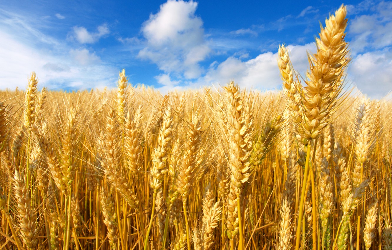 фото сдвоенного ряда пшеницы